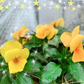 よく咲くスミレ·マーマレードの画像 by みっちゃん*☻*さん | よく咲くスミレ·マーマレードと癒しと日曜ビタミンカラー♪と元気もらえるとパンビオとオレンジの花とミッチの会と黄色の花と花のある暮らしとかわいいな♡