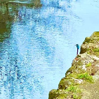 水草 種類不明の投稿画像一覧 Greensnap グリーンスナップ