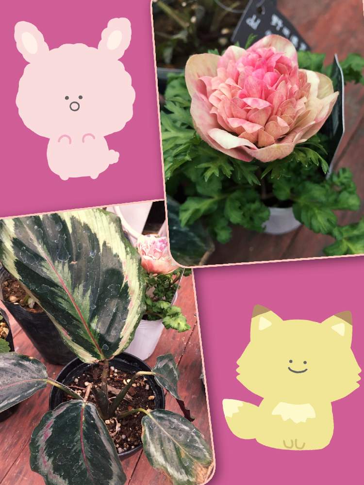 カラテア メダリオンの投稿画像 By かずさん 八重咲き アネモネと観葉植物と園芸店とおうち園芸とザ ガーデン 本店と可愛いと花のある暮らしとコーナン港北インター店と観葉植物と園芸店とおうち園芸とザ ガーデン本店と可愛いと花のある暮らしとコーナン港北インター