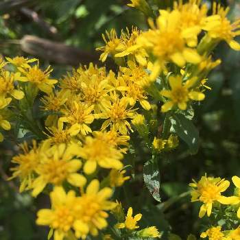 秋の麒麟草の投稿画像一覧 Greensnap グリーンスナップ