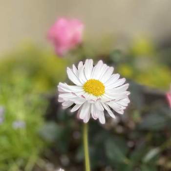 イングリッシュデージー。の画像 by midoriさん | 小さな庭と花のある暮らしとイングリッシュデージー。