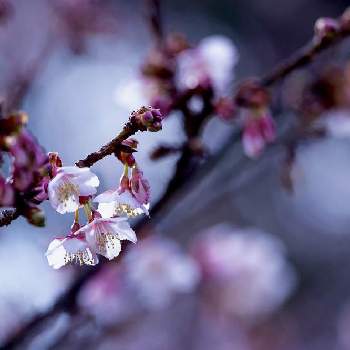 カンザクラの画像 by houroumonoさん | カンザクラとピンク色の花とさくら 桜 サクラ