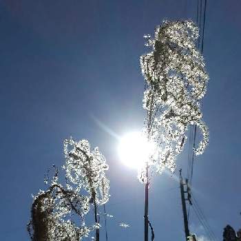 厳冬の画像 by お伽草詩さん | ススキと白い綿毛と群生と風通しの良い場所と山野草と魅力的と陽当たりの良い場所と輝く穂と開けた場所とお散歩と青空に映えると厳冬と花後