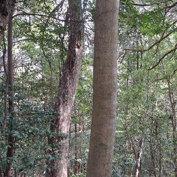 スダジイの画像 by masakoさん | ウラジロガシとモミとカゴノキとスダジイと常緑高木
