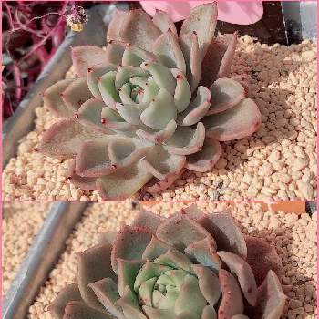 ギルバの薔薇の投稿画像一覧 Greensnap グリーンスナップ