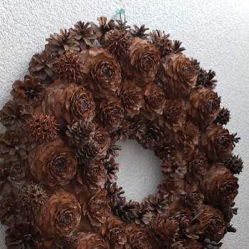 木の実のリースの投稿画像一覧 Greensnap グリーンスナップ