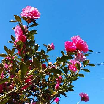 八重咲き山茶花の画像 by Florikkoさん | お出かけ先と八重咲き山茶花と自然とご近所とスマホ撮影と天草市