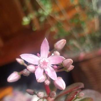 花月 の投稿画像一覧 Greensnap グリーンスナップ