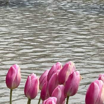 チューリップ✨の画像 by ケン太さん | お出かけ先と✨✨✨と上野公園と噴水⛲とチューリップ✨と春の花＊と色あざやか