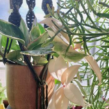 リプサリス エワルディアナの画像 by muuuさん | 窓辺とホヤリップカラーとリプサリス エワルディアナとホヤリップカラー❤︎と観葉植物と植物のある暮らしとグリーンのある暮らしとグリーン！グリーン！グリーン！と植物好きと繋がりたいと白い葉とホヤと釣り鉢と斑入り。と葉っぱ好き