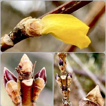 シミュラクラ現象の画像 by かしさん | レンギョウと葉痕とシミュラクラ現象とパレイドリア現象とマクロ撮影と冬芽