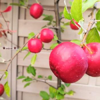 りんごの画像 by ❀ mimo ❀さん | 小さな庭とアルプス乙女とリンゴ、アルプス乙女とネコのいる暮らしといつもありがとう♡と元気になぁれとりんごとほっこり♡と赤い実❤️とGSのみなさんに感謝♡と犬のいる暮らしと花のある暮らしとかわいいな♡と赤い実と癒しのひと時