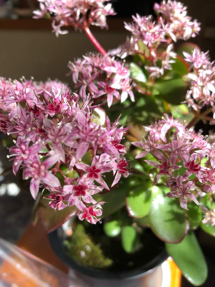 桜花月の投稿画像 By しーちゃんさん 22月1月 31日 Greensnap グリーンスナップ Greensnap グリーンスナップ