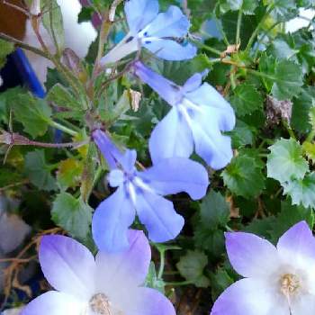 青い花で新年会2022の画像 by かすみそうさん | 玄関とアズーロコンパクトとカンパニュラ　ファンシーミーと花のあるくらしとチーム・ブルーNo.120とおうち園芸と花に魅せられてと可愛い〜♡と青い冬の花2022とリフレッシュ♡と青い花で新年会2022と青い花マニアとチーム・ブルーと大切なはなといやし♪