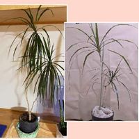 Pazmph4h2umc7m Pazmph4h2umc7m