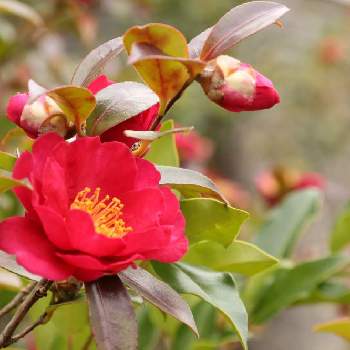 万博記念公園の投稿画像一覧 Greensnap グリーンスナップ