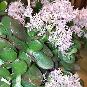 金のなる木ピンクの花の投稿画像一覧 Greensnap グリーンスナップ