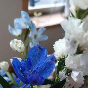 青い花で新年会2022の画像 by mimozaさん | 部屋とスターチスとデルフィニウムとチーム・ブルー Welcome picとチームブルーNo.117と青い冬の花2022と青い花で新年会2022と青い花マニアとチーム・ブルー