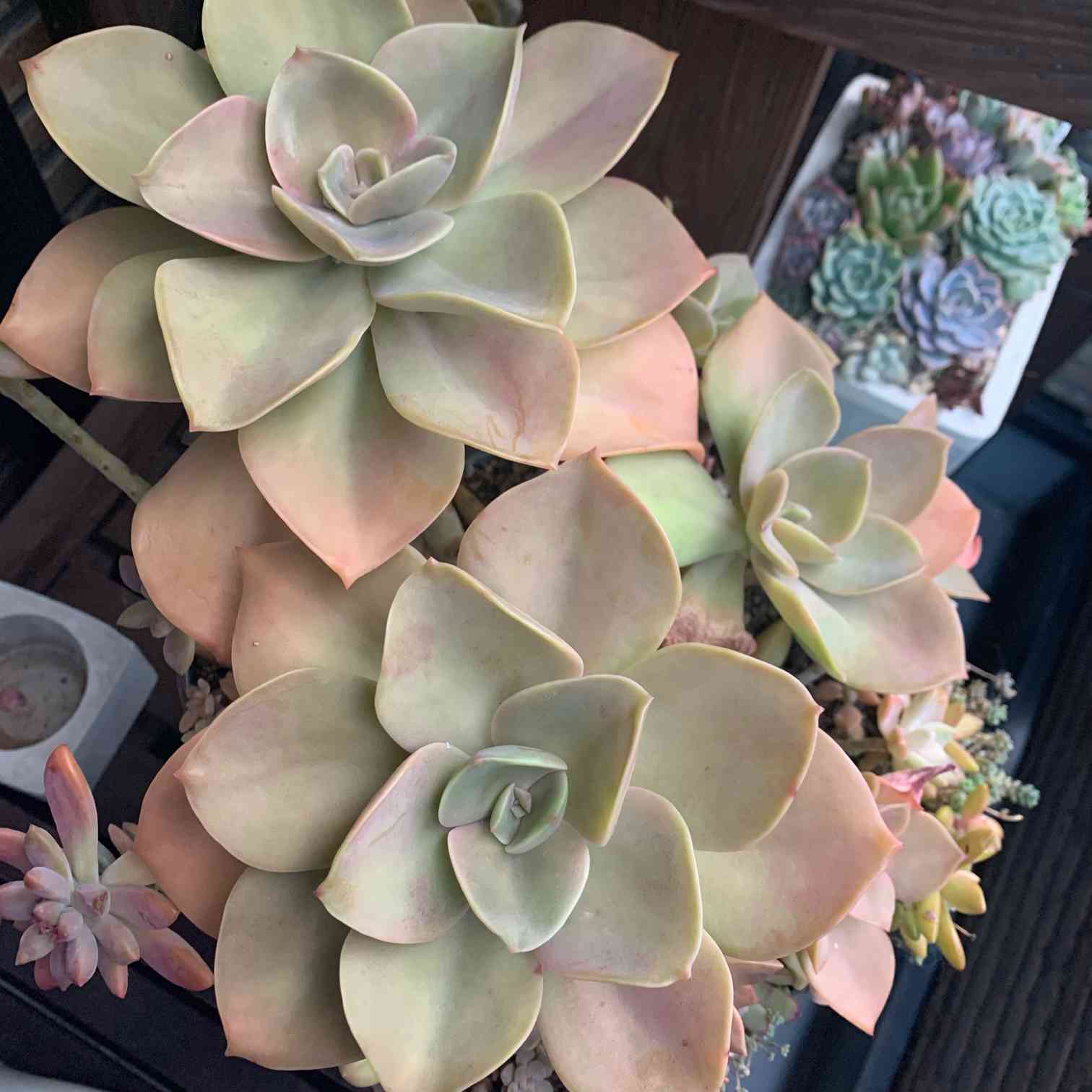 今回は『デカベリア』??｜🍀GreenSnap（グリーンスナップ）