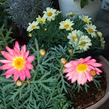 マーガレットの花の画像 by どくだみ女さん | 広い庭とみどりのある暮らしと茨城県とみどり大好きとマーガレットの花と誕生日プレゼントと医療従事者に感謝とみどりのある風景