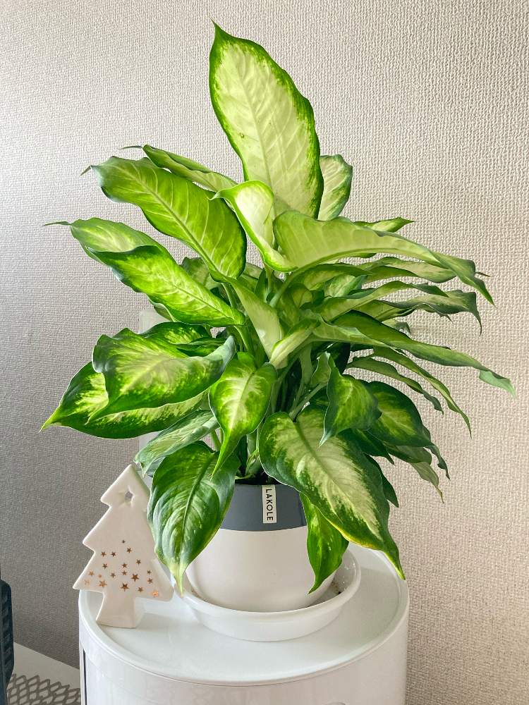 ハダニ被害からの再生 ディフェンバキアの記録 Greensnap グリーンスナップ