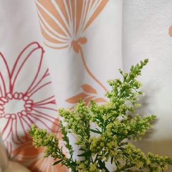 ソリダゴの投稿画像一覧 Greensnap グリーンスナップ