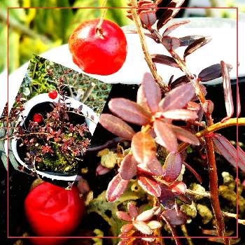 ツツジ科スノキ属の投稿画像一覧 Greensnap グリーンスナップ