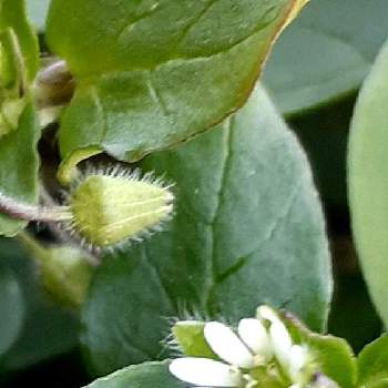 ハコベラの投稿画像一覧 Greensnap グリーンスナップ ハコベラの投稿画像一覧 Greensnap グリーンスナップ