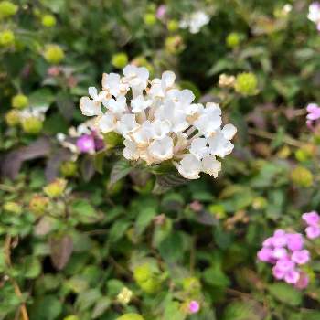 コバノランタナ 白 の投稿画像一覧 Greensnap グリーンスナップ