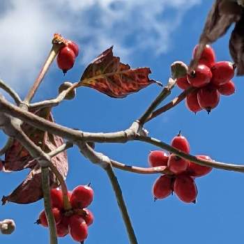 ハナミズキの赤い実✨の画像 by ひーちゃんさん | 小さな庭とハナミズキとはなみずきとハナミズキ(花水木)と花水木の実とハナミズキ（花水木）とはなみずきの実と花水木と花水木（はなみずき）とハナミズキの赤い実✨