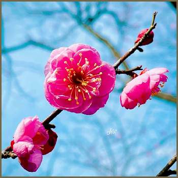 日当たりの良いところの画像 by ✴︎Ｃｈｉｅ✴︎さん | 紅梅と落葉小高木と紅色と日当たりの良いところと山野草と2月と可愛いらしいと美しい樹木といい感じ♪♪と濃桃色と風情と中国原産と紅梅の花と濃いピンクの花と植物を愛でると空を見上げてと青空と良い香りとバラ科サクラ属と春を告げる花と全てに祈りを♪