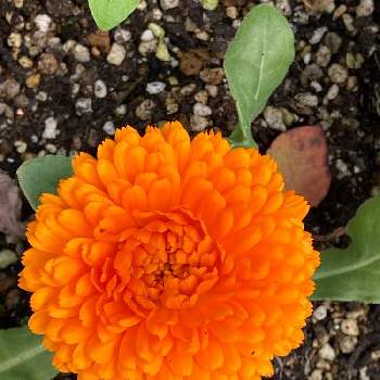 キンセンカ（カレンデュラ）の画像 by manabeさん | お出かけ先と金盞花（きんせんか）とキンセンカ（金盞花）とキンセンカ（カレンデュラ）とプランターとキク科とオレンジ色の花と一日花
