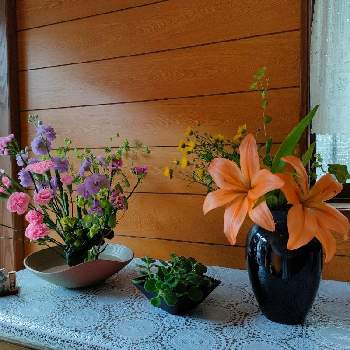 アロマティカス水差しの投稿画像一覧 Greensnap グリーンスナップ アロマティカス水差しの投稿画像一覧 Greensnap グリーンスナップ