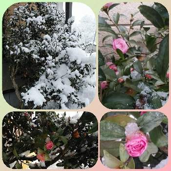 寒そうの画像 by くまさん | 広い庭と山茶花と寒そう