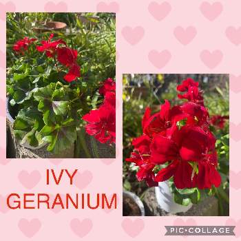 アイビーゼラニウム♡の画像 by nanairoFさん | 小さな庭とアイビーゼラニウム♡と真っ赤な火曜日