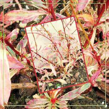 アカバナ科♡の画像 by sumiko87さん | 小さな庭とガウラレインボープチと寒さに負けないと植物のある暮らしとアカバナ科♡と美しい葉と皆様に感謝と多年草と今日は旧正月と今日は新月と耐寒性