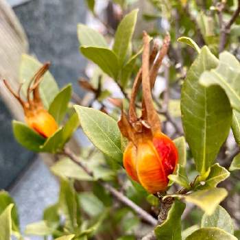 クチナシの実の画像 by ruriさん | クチナシの実と散歩道と赤い実と名古屋市
