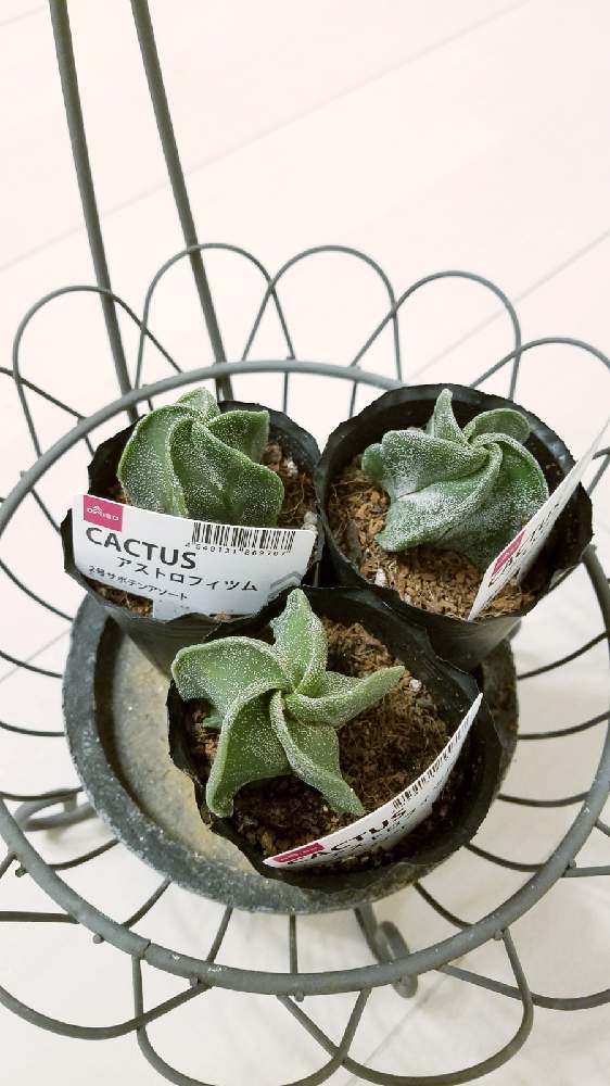 ダイソーの多肉植物の投稿画像 By ピヨンヌさん アストロフィツム ランポー玉とダイソー購入とランポー玉と部屋 22 月2月1日 Greensnap グリーンスナップ Greensnap グリーンスナップ