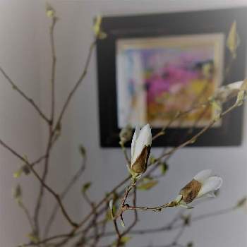 花器の画像 by hiLa-ya hilaryさん | 部屋とはくもくれん(白木蓮)またはハクレンと花と絵と花器と枝ものと自分で仕入れとホルムガードフローラと花のある暮らしと切り花とインテリアグリーン