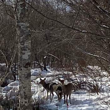 鹿さんの画像 by ゆきたろうさん | 雪景色と鹿さんと冬だっちゅーのと凍れるね〜とエゾシカ
