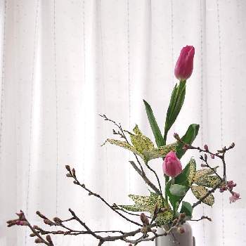 ゴッドの画像 by きこちゃんさん | 部屋とさくら サクラ 桜とチューリップとゴッドと東海桜といけばなと花のある暮らしとエールと感謝❤️
