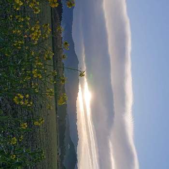 朝日♡の画像 by マイフラワーさん | お出かけ先と[なのはな]と自然の風景と珍しい雲と風景写真と朝日♡