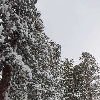 圧巻の画像 by つきかさん | お出かけ先と杉（すぎ）と圧巻と冬の風景