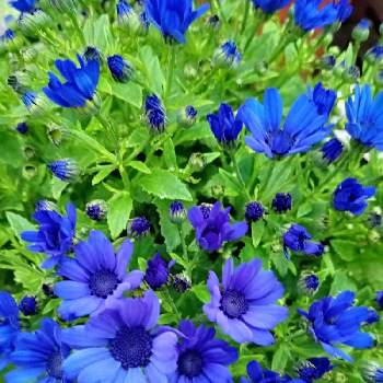 花に託しての画像 by ユキさん | サイネリア(桂華)と花に支えられてと愛をあなたに。。。と変わらぬ愛と花に託してと大切な花友さんへと花のある暮らしと青い花マニアと(祝)青い花マニア4周年