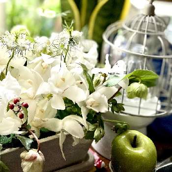 下向きの花の投稿画像一覧 Greensnap グリーンスナップ