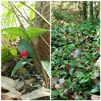 常緑小低木の投稿画像一覧 Greensnap グリーンスナップ