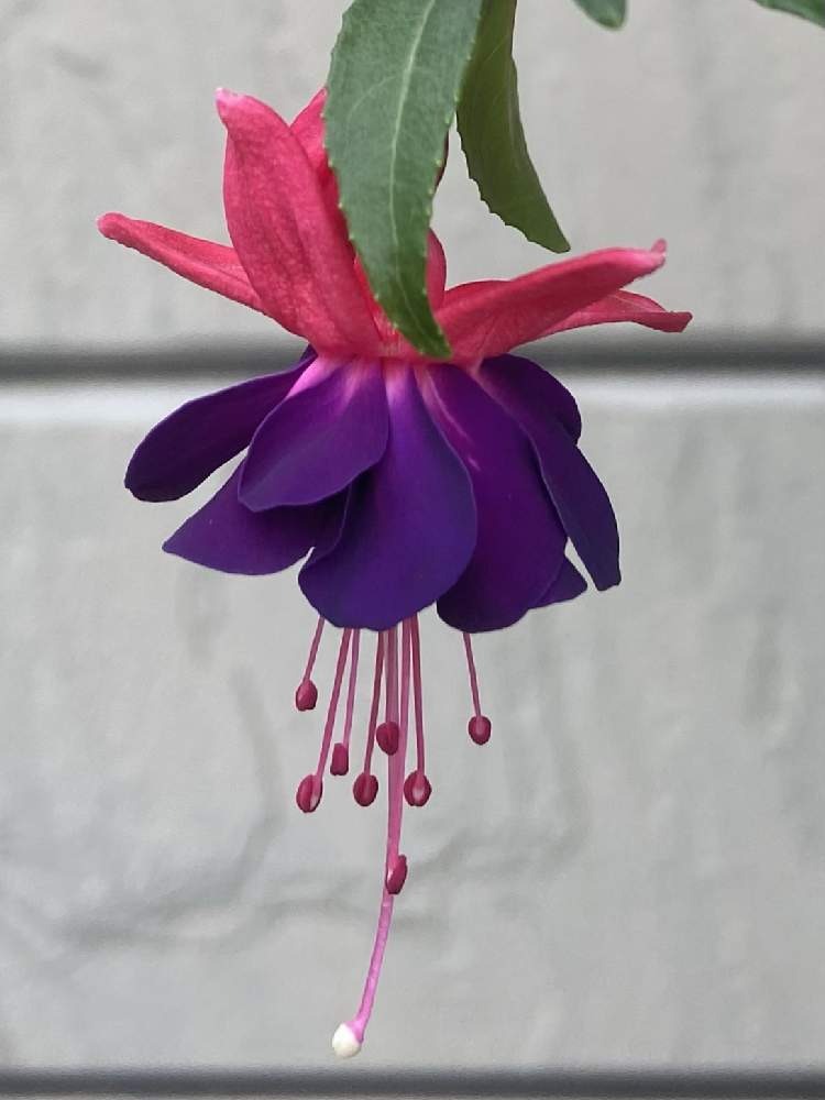 フクシアの投稿画像 By ふふさん 過去picと今日の１枚と今日のお花と花のあるくらし 22月2月2日 Greensnap グリーンスナップ