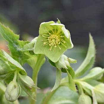 薄緑の花の投稿画像一覧 Greensnap グリーンスナップ