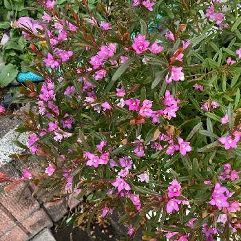 クロウエア サザンクロス,和名　南十字,サザンクロス,ピンク色の小さなお花,花壇のお花の画像