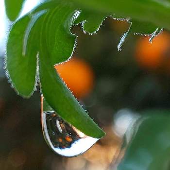 しずく＊の画像 by オリーブの葉さん | 甘夏柑としずくと水滴の水曜日とにわとしずく＊と甘夏。とオリのお庭＊
